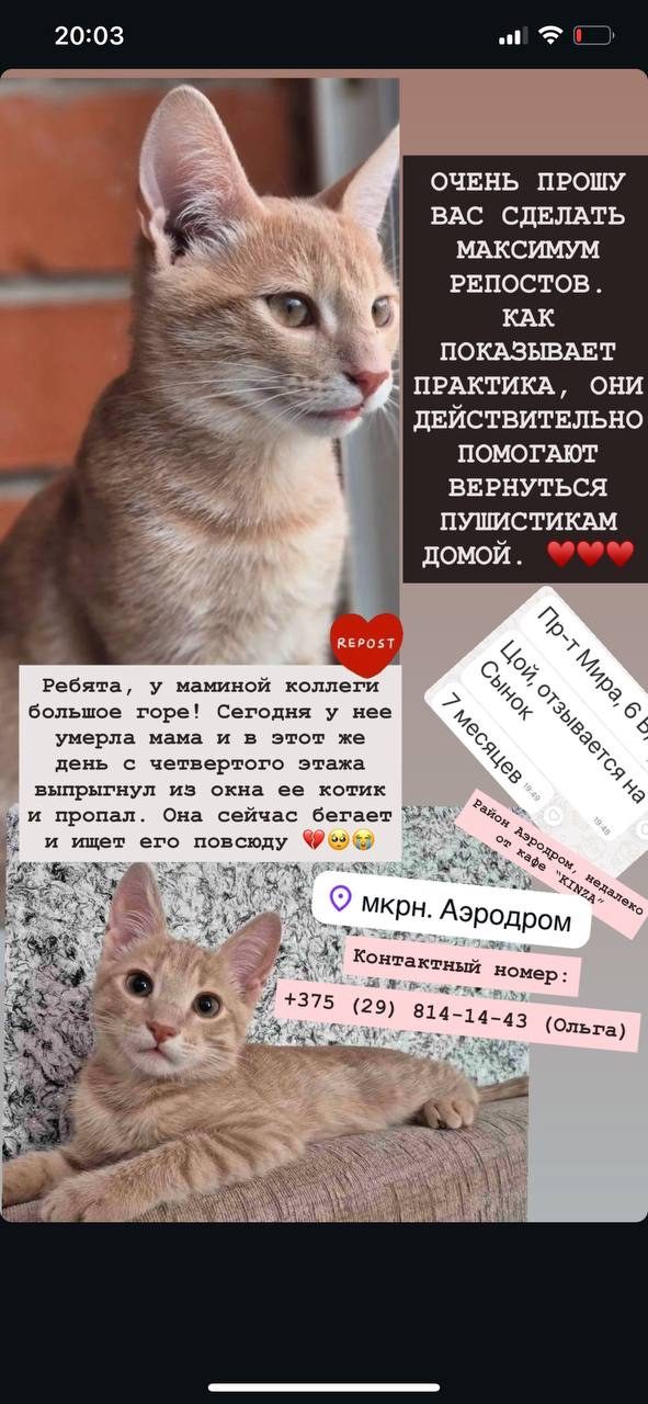 Пропала кошка в Полоцке — фото объявления
