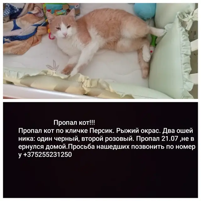 Пропала кошка в Минске — фото объявления