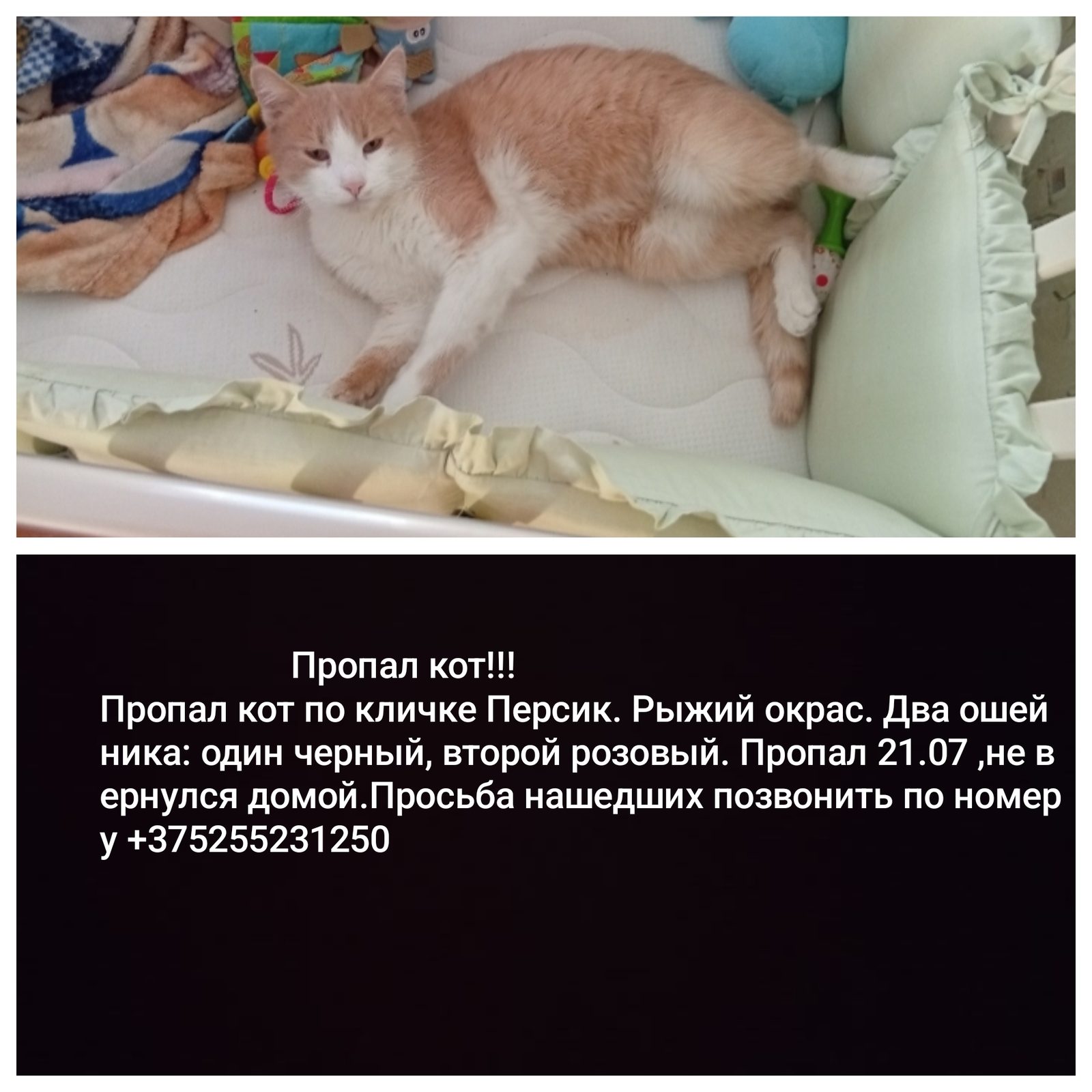 Пропала кошка в Минске — фото объявления