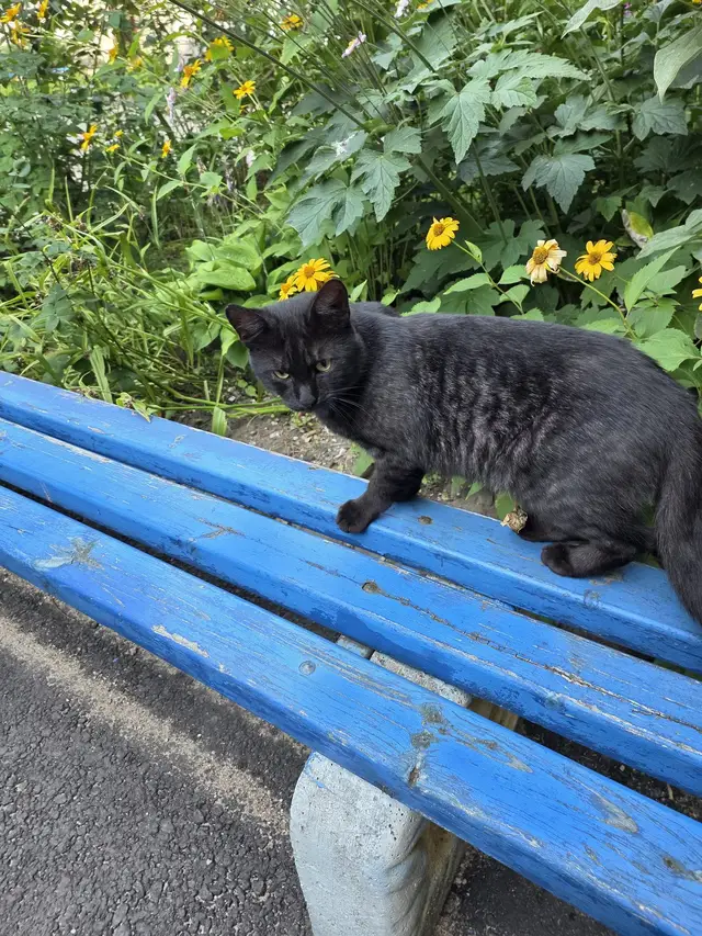 Найдена кошка в Минске — фото объявления