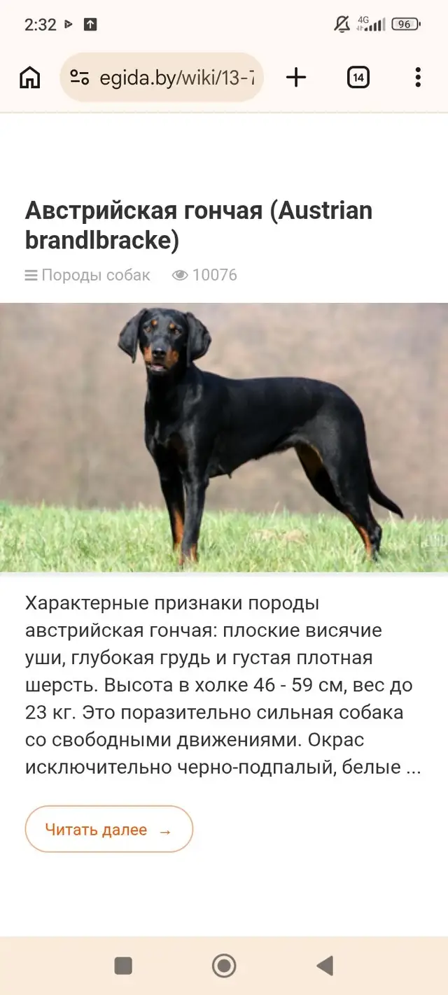 Пропала собака в Петрикове — фото объявления