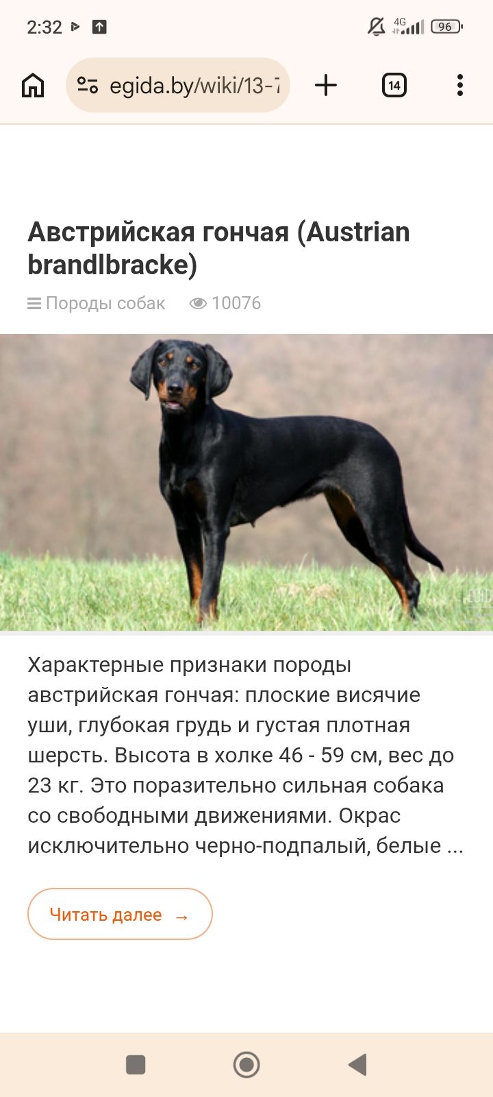 Пропала собака в Петрикове — фото объявления