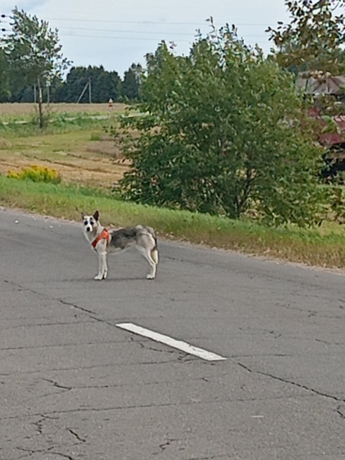 Найдена собака в Марьиной Горке — Замечена собака со шлейкой