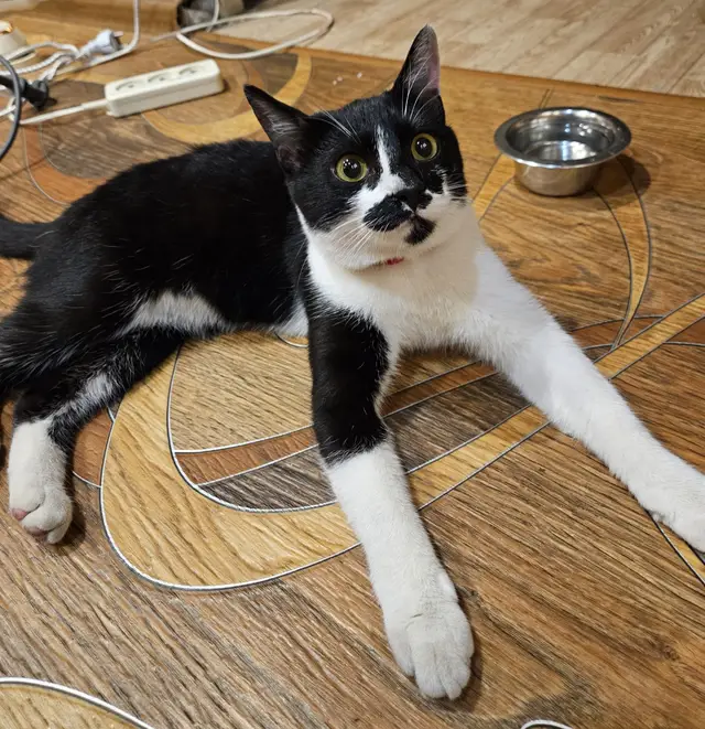 Найдена кошка в Минске — фото объявления