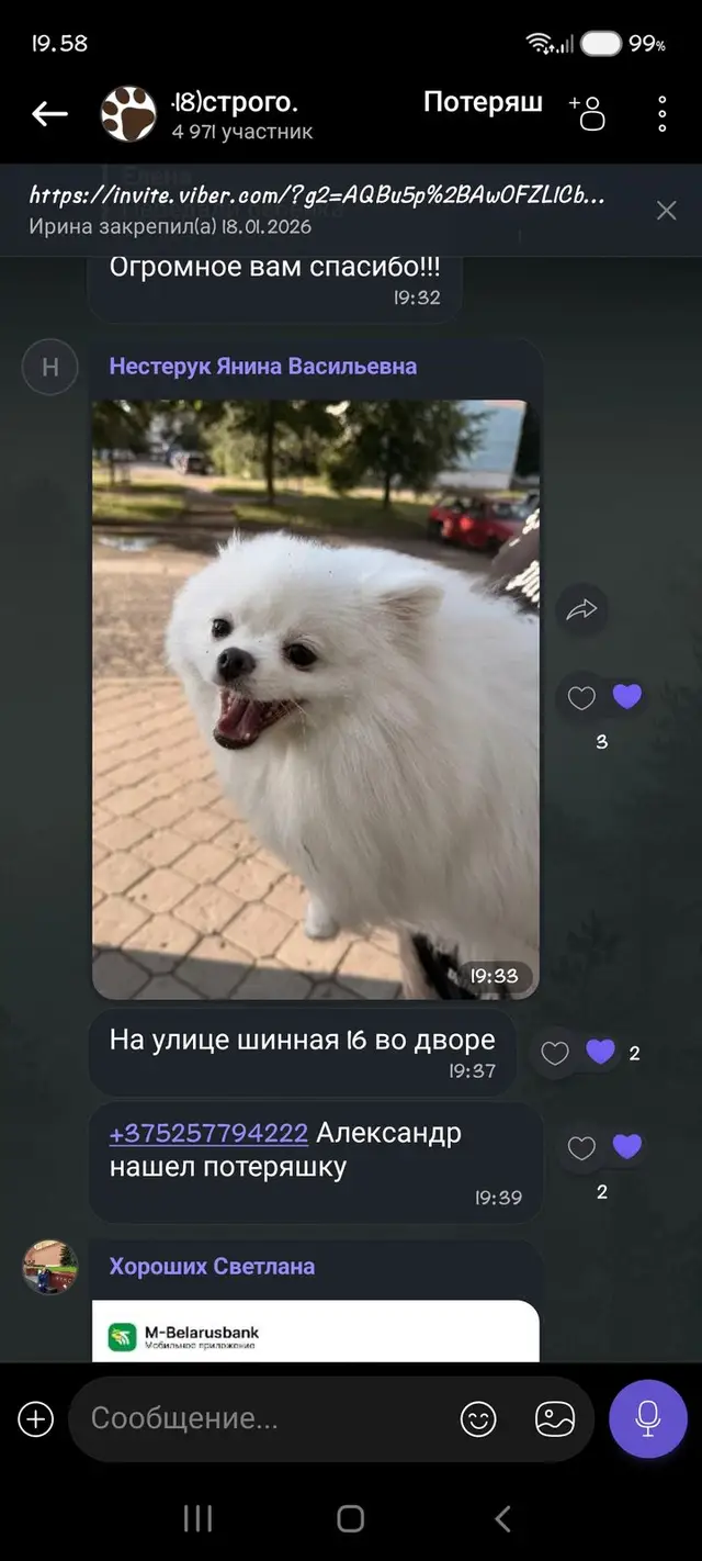 Найденная собака в Бобруйске Найдена собака в Бобруйске — фото объявления