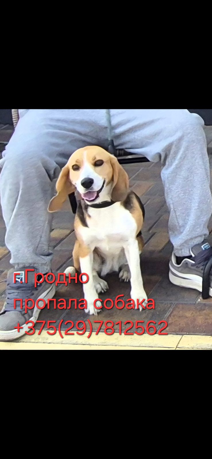 Пропала собака в Гродно — фото объявления