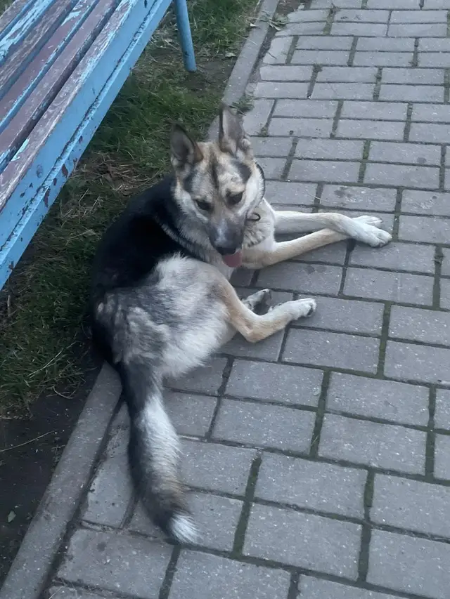 Найдена собака в Гродно — Собака без хозяина