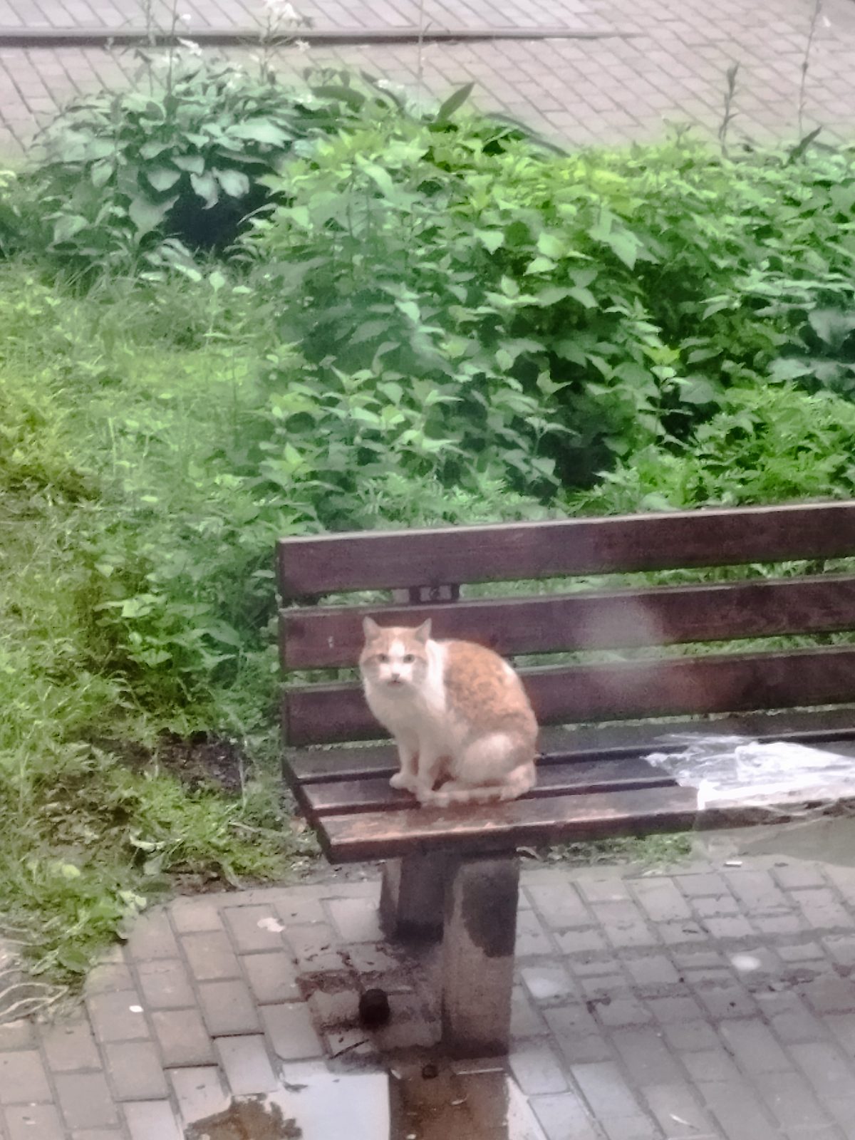 Найдена кошка в Минске — Бродит кот