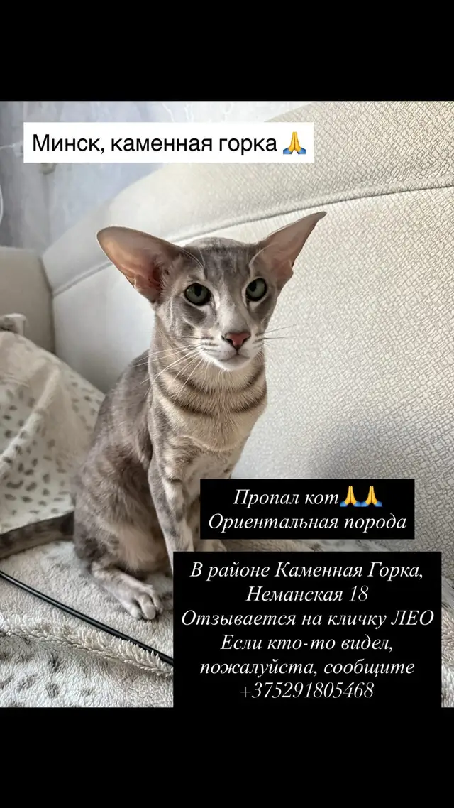 Пропавшая кошка в Минске Пропала кошка в Минске — фото объявления
