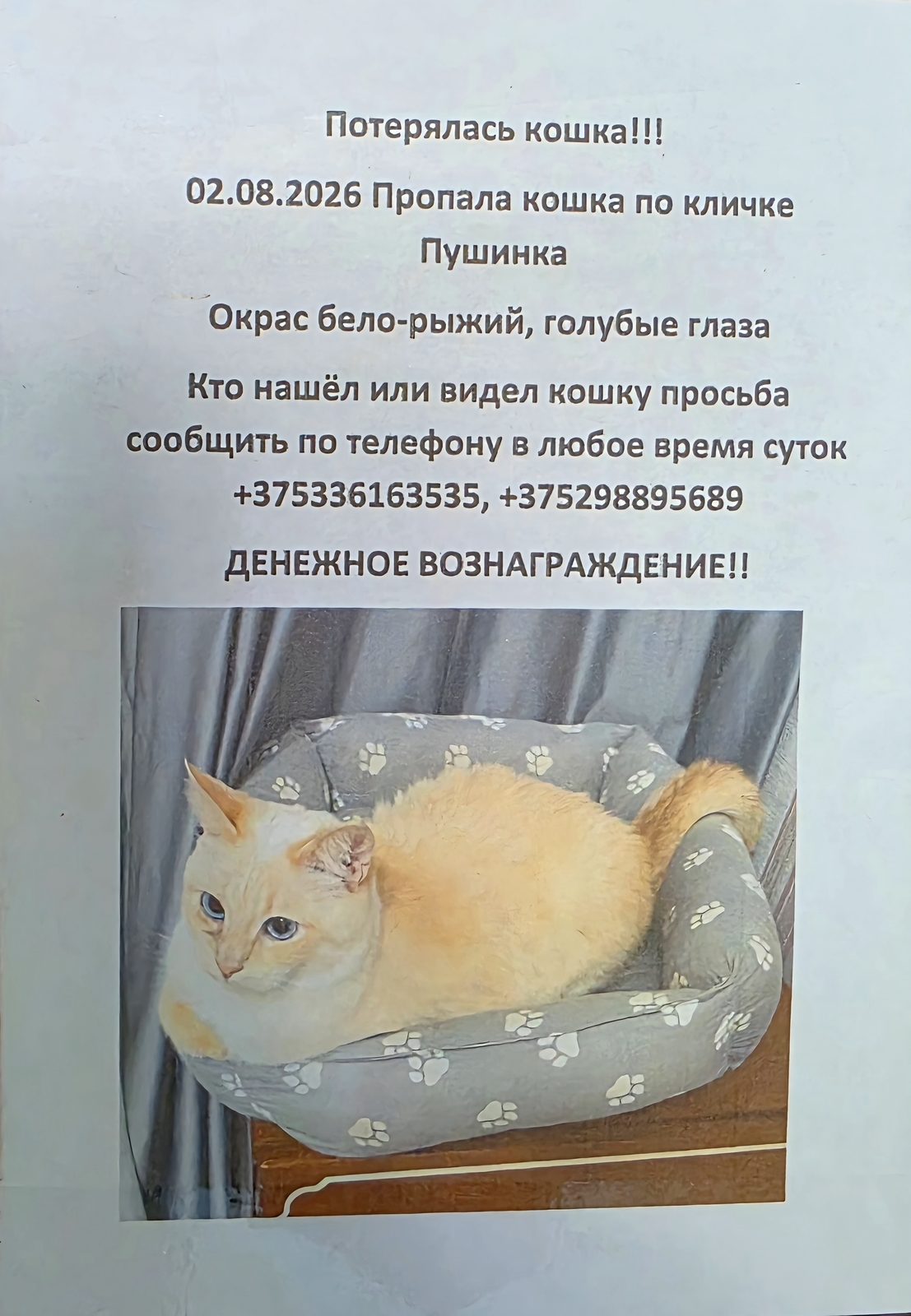 Пропала кошка в Гомеле — фото объявления
