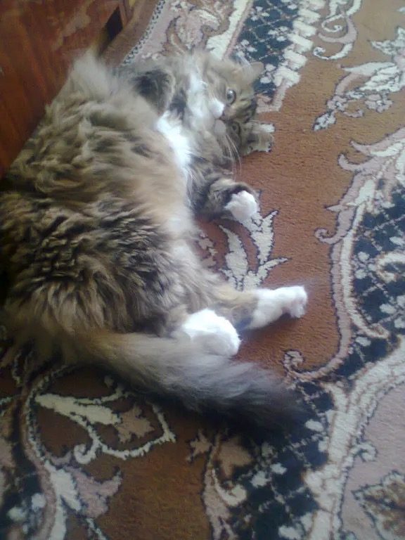 Пропала кошка в Бресте — фото объявления