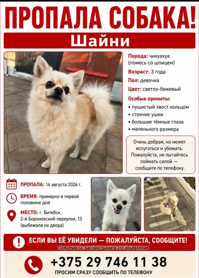Пропала собака в Витебске — фото объявления