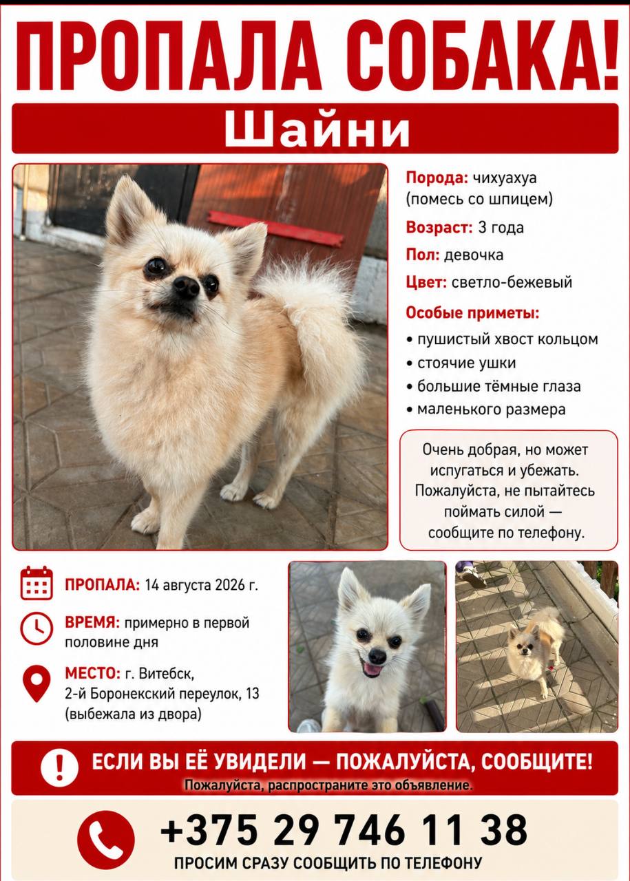 Найдена собака в Витебске — фото объявления