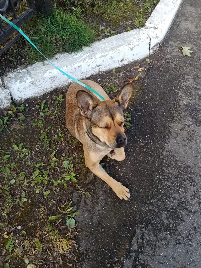 Найдена собака в Минске — фото объявления