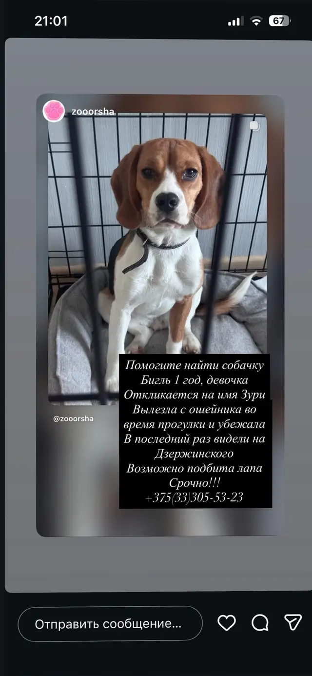 Пропавшая собака в Орше Пропала собака в Орше — фото объявления