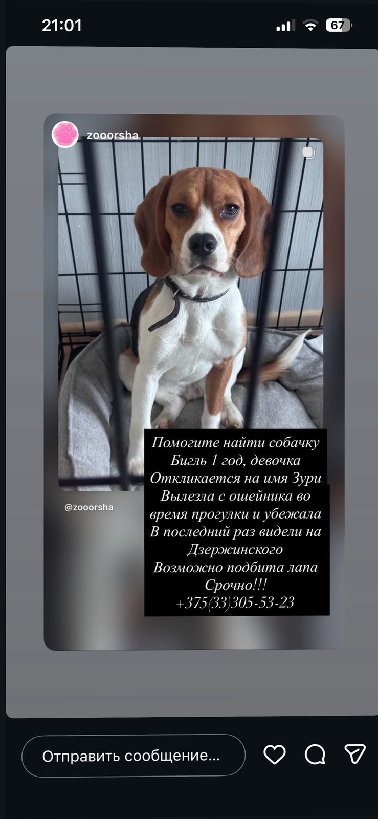 Пропала собака в Орше — фото объявления