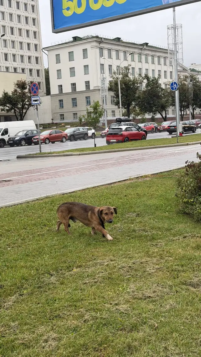 Найдена собака в Минске — фото объявления