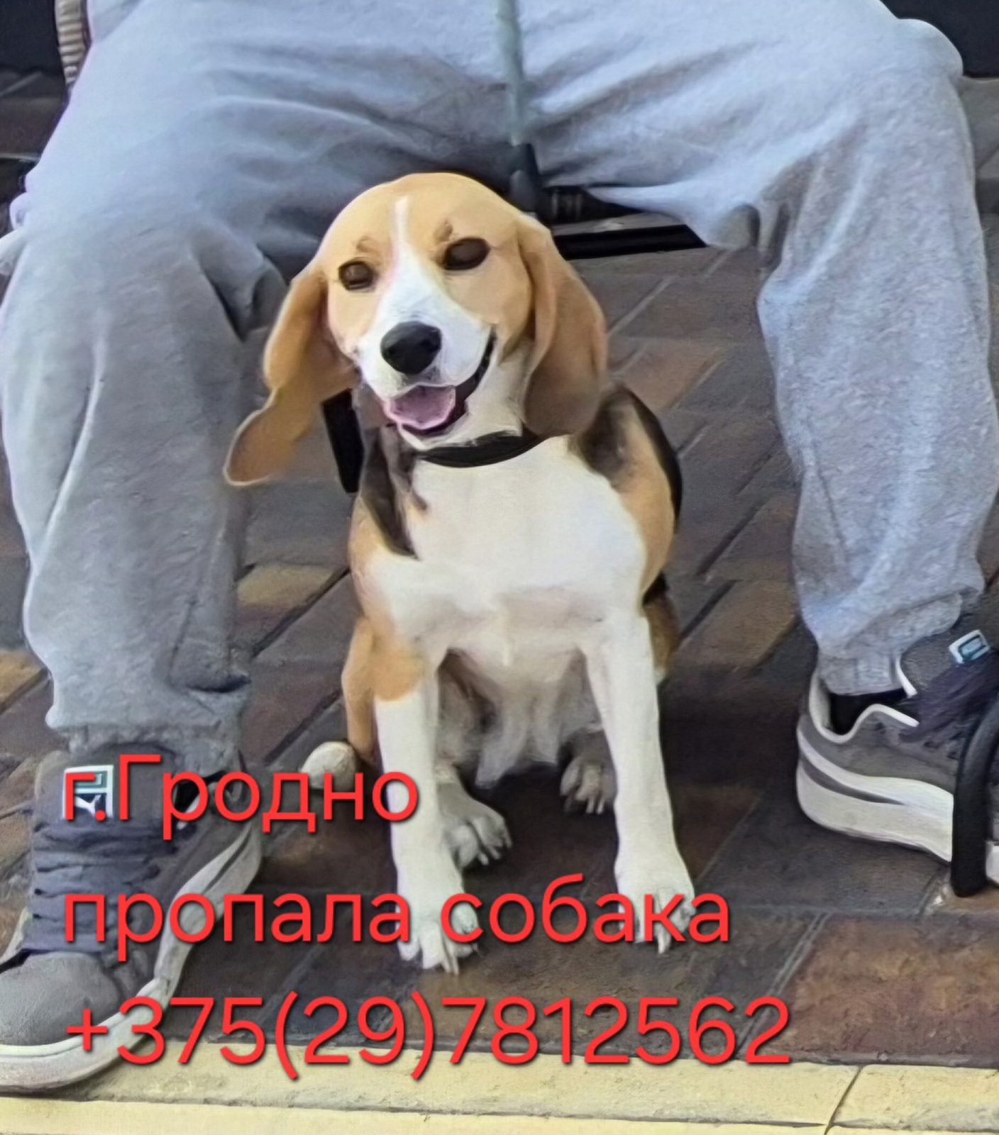Пропала собака в Гродно — Розыск