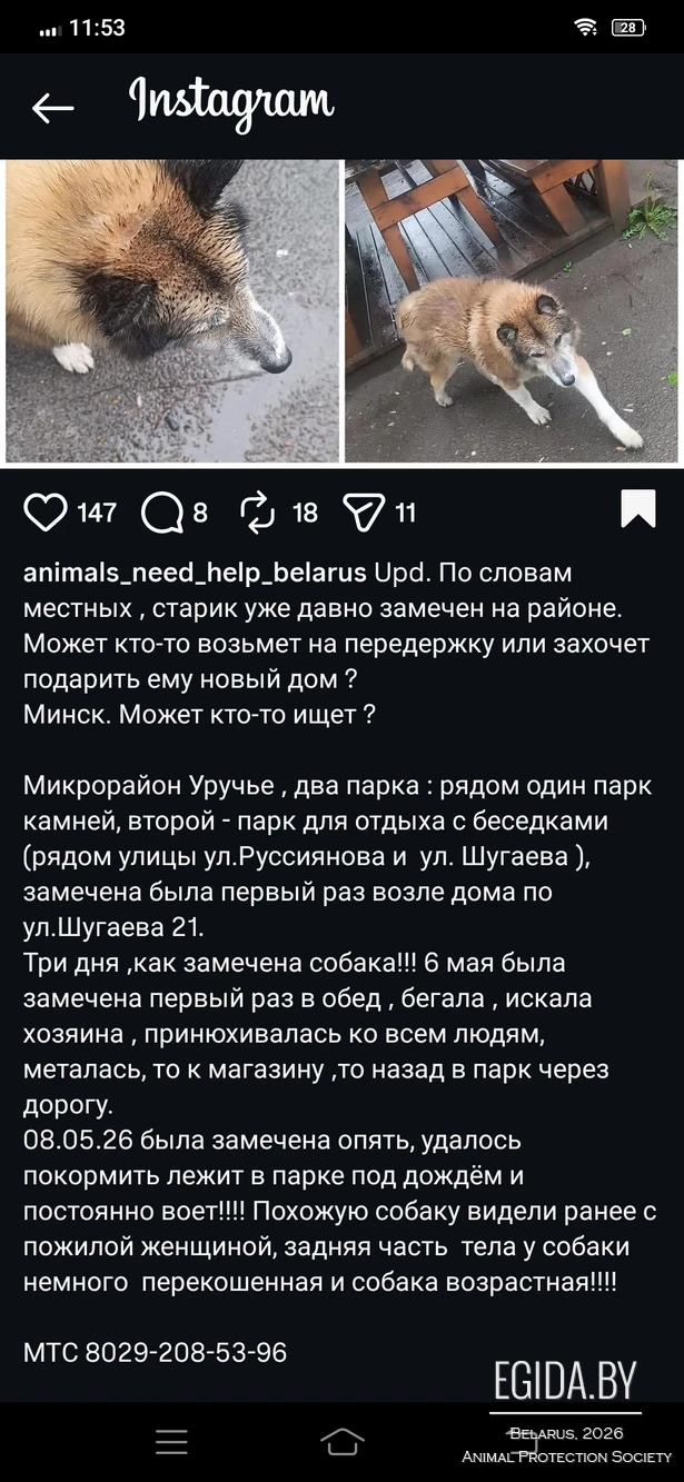 Пропала собака в Минске — Помогите пёсику!