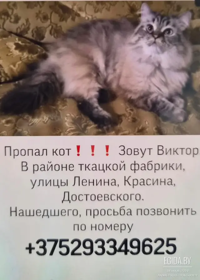 Пропала кошка в Речице — фото объявления