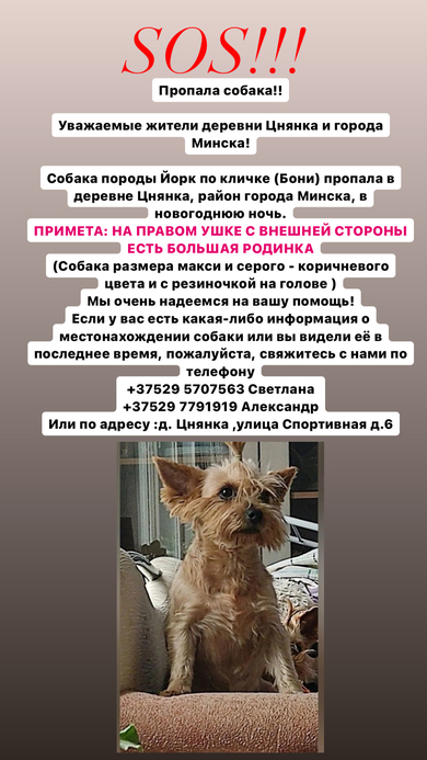 Пропала собака в Минске — фото объявления