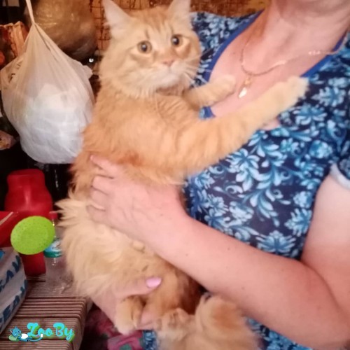 Пропала кошка в Минске — фото объявления