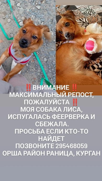 Пропала собака в Орше — г. Орша потерялась собака рыженькая, девочка, кличка Лиса