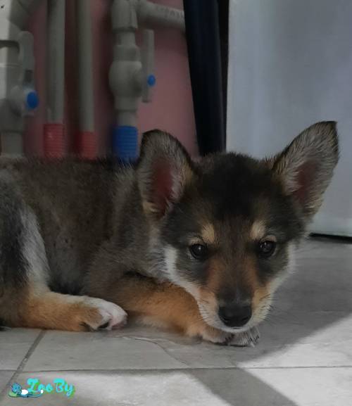 Пропала собака в Минске — Щенок 3-4 месяца