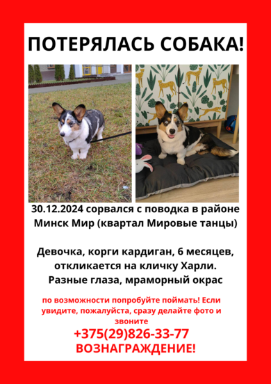 Пропала собака в Минске — фото объявления