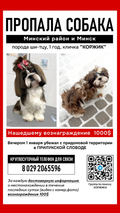 Пропала собака в Минске — фото объявления