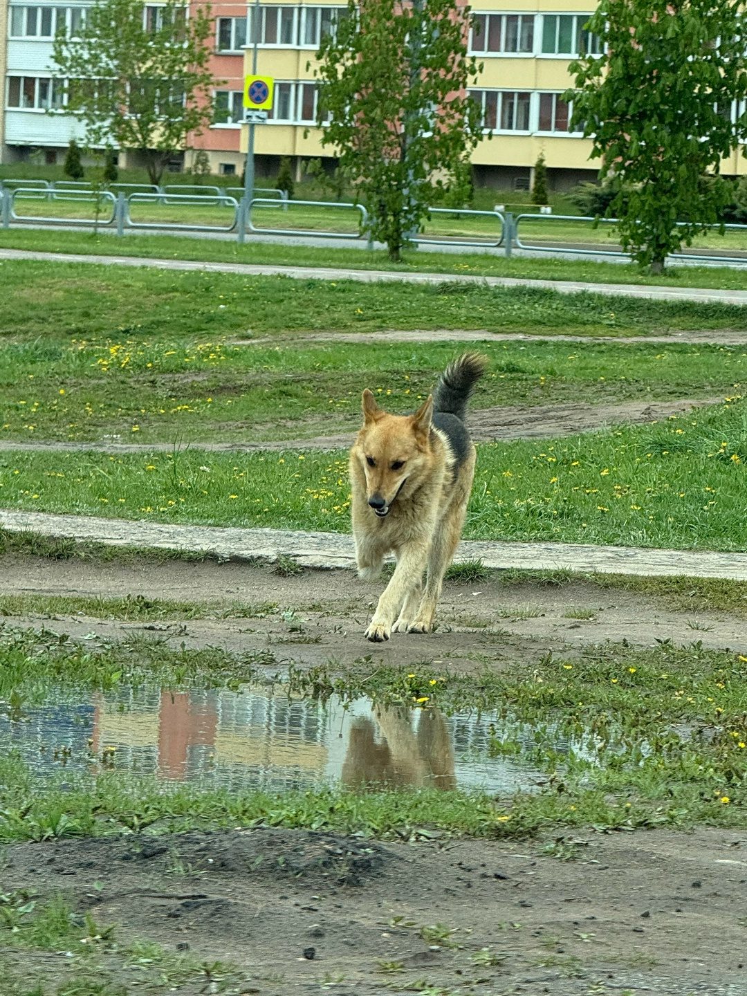 Найдена собака в Витебске — Только что увидели собачку в г. Полоцке на Аэродроме возле дороги, овчарка без лапки, бегает будто…