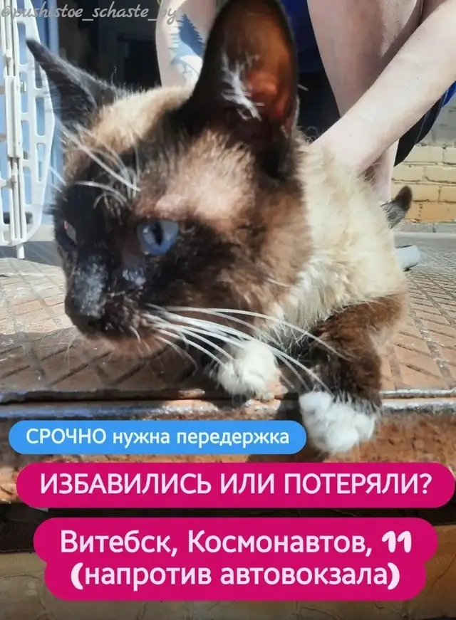 Пропала кошка в Витебске — Максимальный репост!