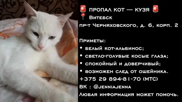 Пропала собака в Витебске — фото объявления