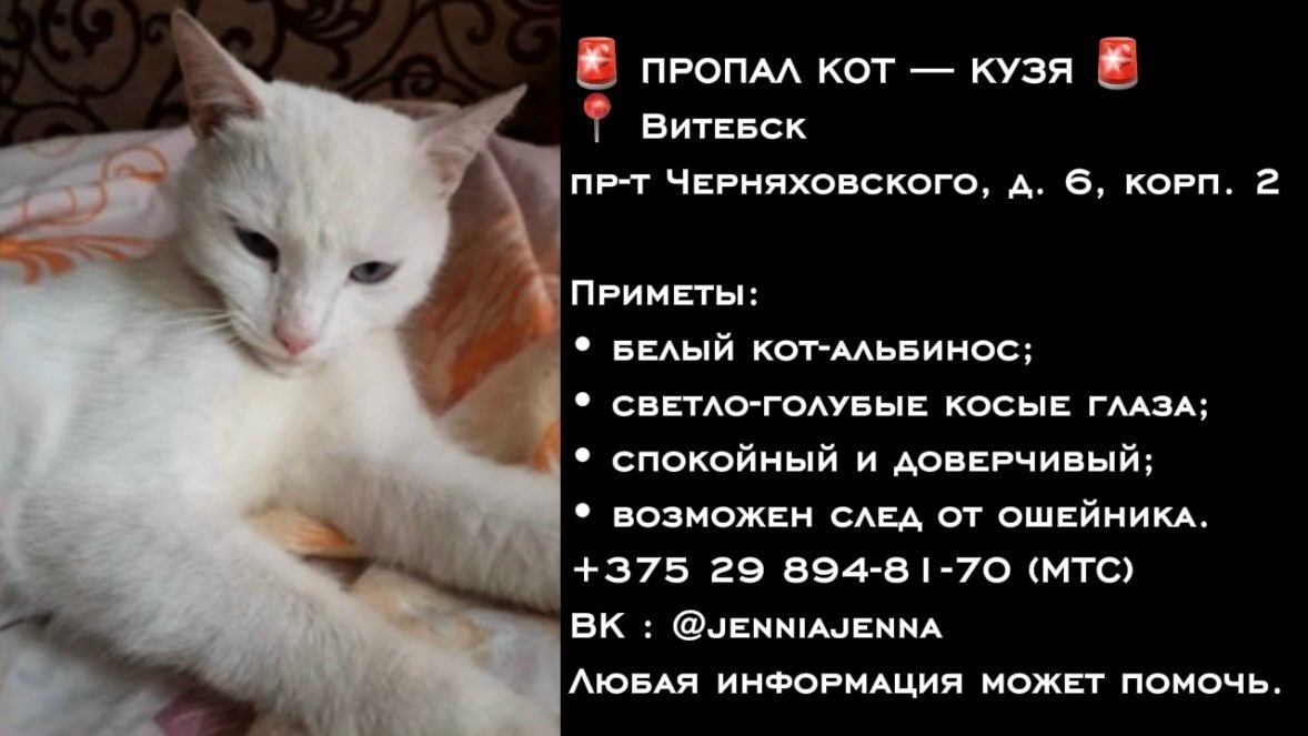 Пропала собака в Витебске — фото объявления
