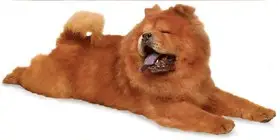 Найдена собака в Пинске — Чау-чау Chow-chow
