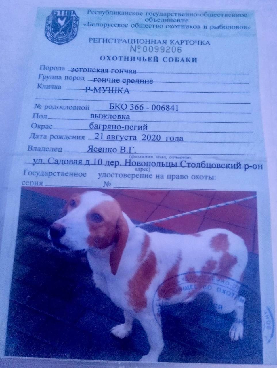 Пропала собака в Минске — Столбцовский район, Раёвщина, Городки