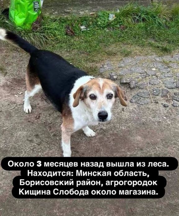 Найдена собака в Минске — Борисовский район, аг.Кищина, Слобода