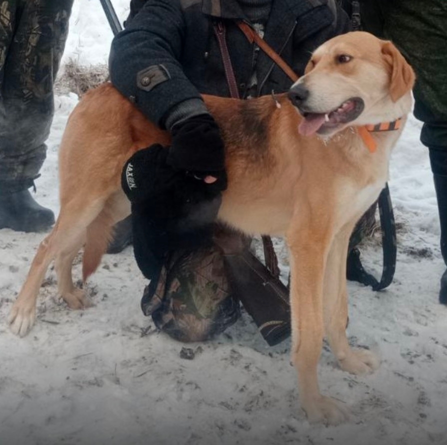 Пропала собака в Минске — Попережье, Мурово, Борисовский район