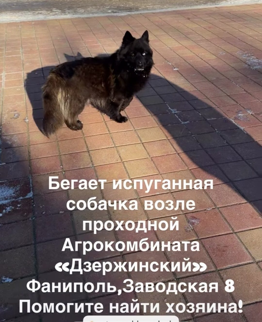 Найдена собака в Минске — Фаниполь