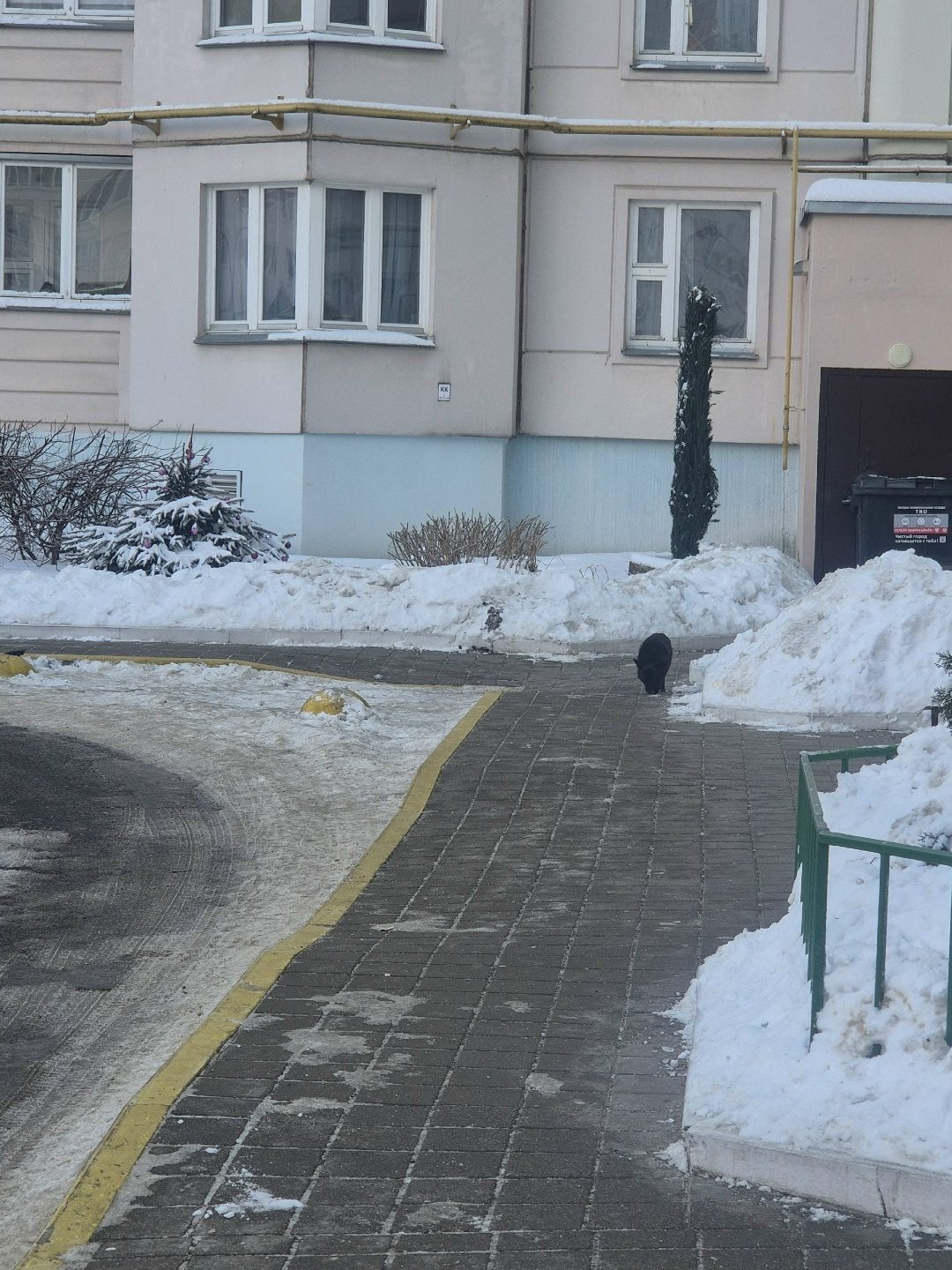 Пропала собака в Минске — в Лошице собачка ,черная ,пушистая,небольшая ,сидит в арке дома ,на.ул.Дроздрвича ,4.может кто в…