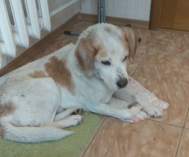 Найдена собака в Минске — https://m.vk.com/id273942907