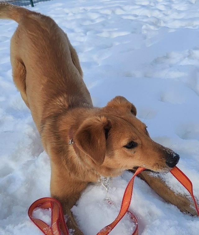 Найдена собака в Минске — https://m.vk.com/sandra1333