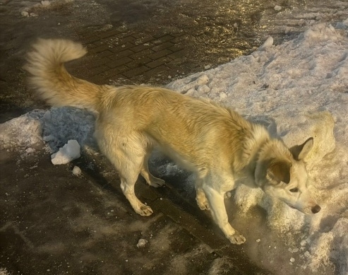 Найдена собака в Минске — https://m.vk.com/danyyya