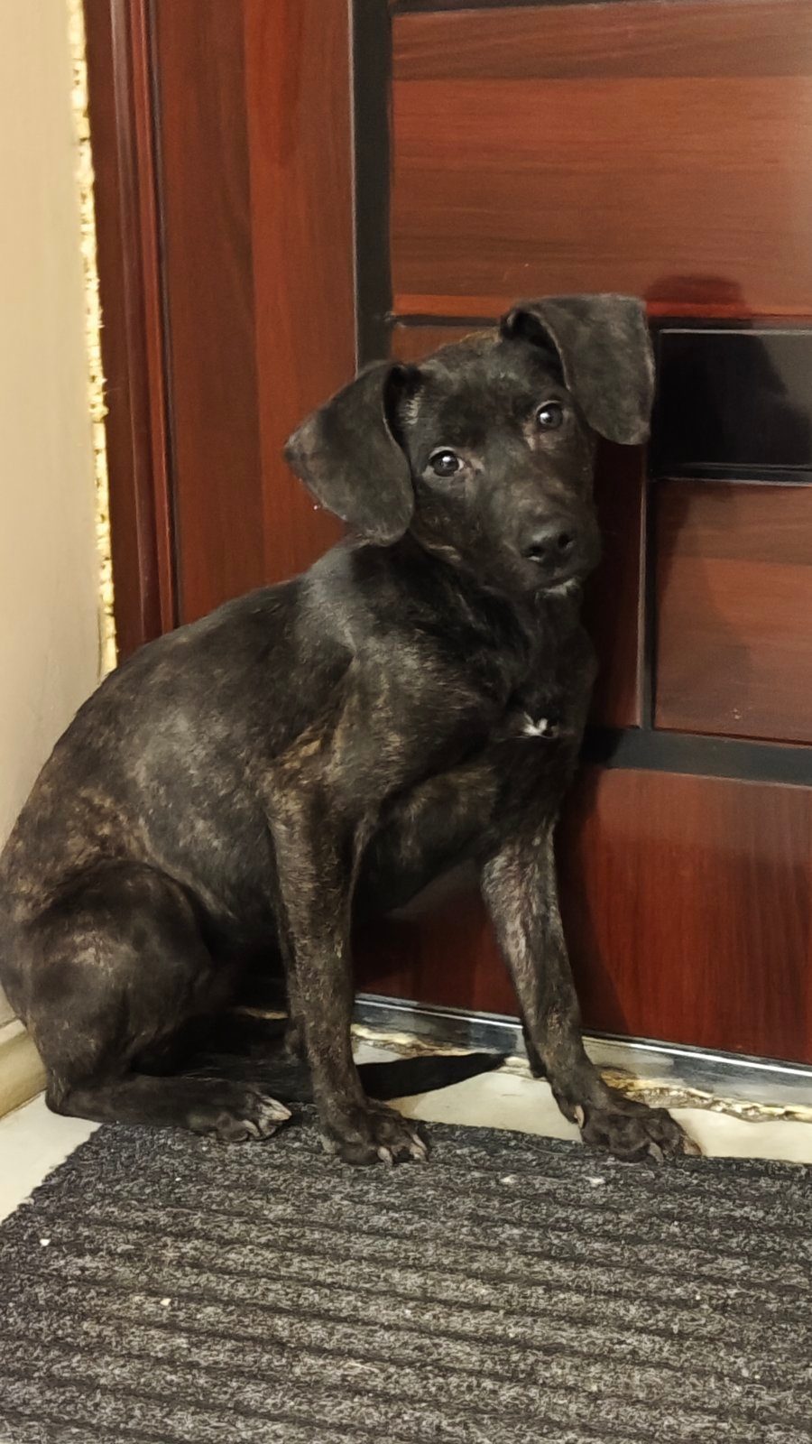 Найдена собака в Минске — Upd собака в приюте home4dog