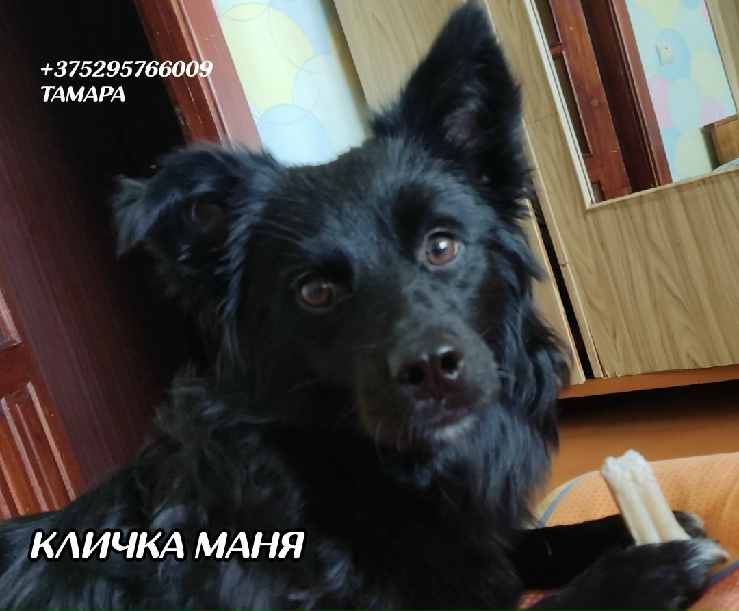 Пропала собака в Минске — фото объявления