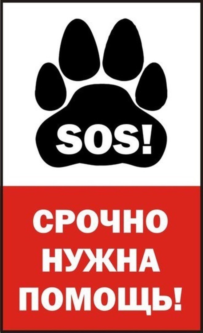 Пропала собака в Минске — Очередной ужастик😭 СРОЧНО СЕЙЧАС НУЖНА ПОМОЩЬ 🆘🙏