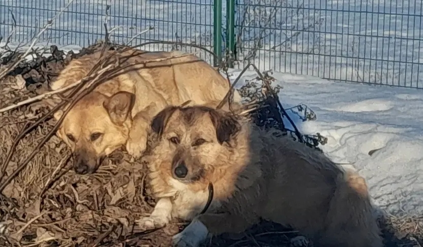 Пропала собака в Минске — Ратомка