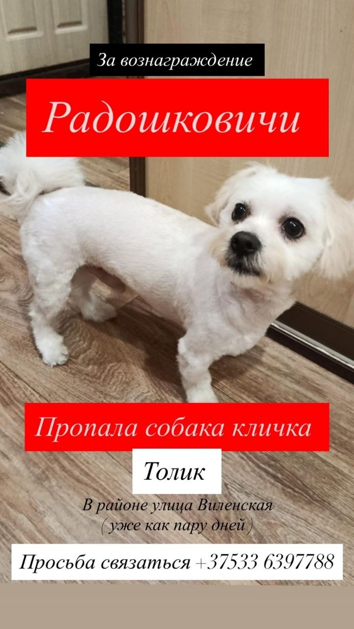 Пропала собака в Минске — Радошковичи