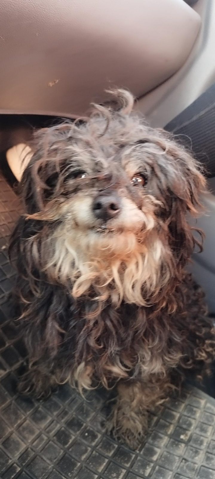 Найдена собака в Минске — Силичи