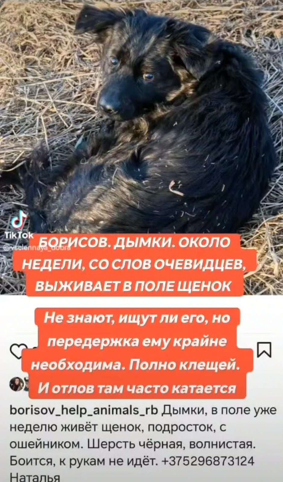 Найдена собака в Минске — Борисов, Дымки